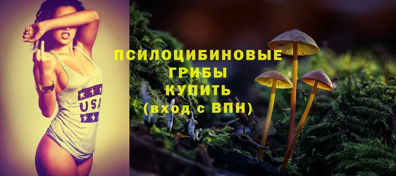 сколько стоит  Благодарный  Галлюциногенные грибы Psilocybine cubensis 